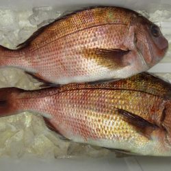 極寒の釣り堀田尻